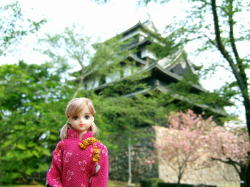 松江城と桜をバックに